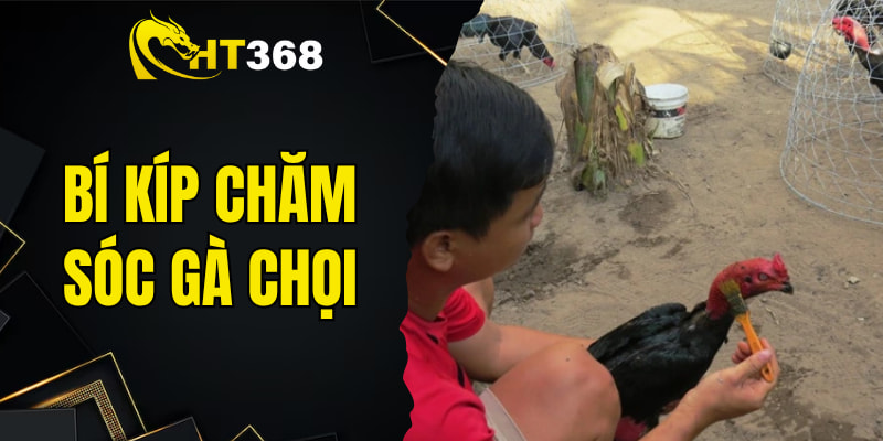 Bí Kíp Chăm Sóc Gà Chọi 2025 - Cách Tạo Chiến Kê Bất Bại