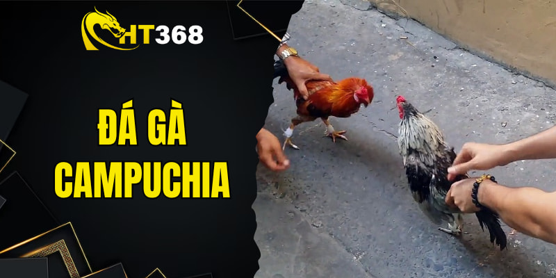 Giới Thiệu Đá Gà Campuchia - Sân Chơi Thú Vị, Thưởng Cực Lớn
