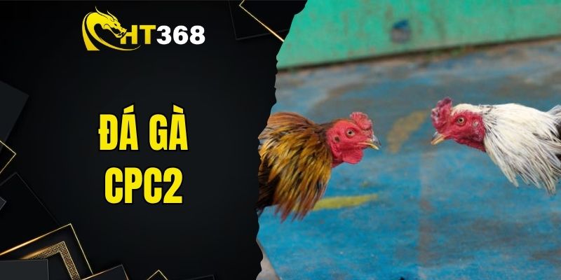 Đá Gà CPC2 - Đấu Trường Thu Hút Đặc Biệt Dân Chơi