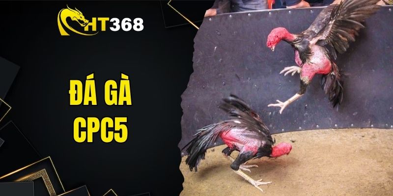Đá Gà CPC5 - Hướng Dẫn Cá Cược Gà Chọi Cực Hay Cho Bạn
