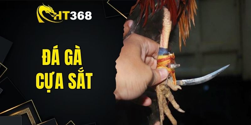 Khám Phá Đá Gà Cựa Sắt Hấp Dẫn Tại Sân Chơi Uy Tín HT368
