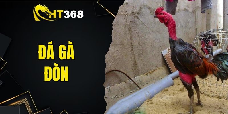 Đá Gà Đòn - Chiến Thuật Chơi Chuẩn Xác Tại Sân Chơi HT368