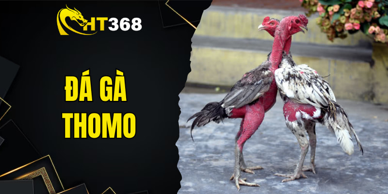 Đá Gà Thomo Tại HT368 Và Kinh Nghiệm Tham Gia Hiệu Quả
