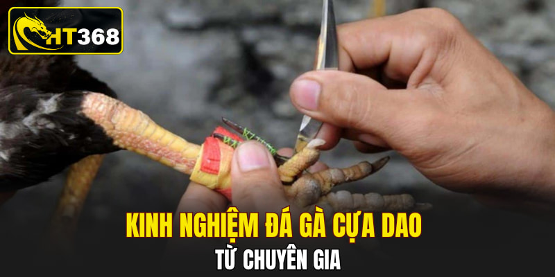 Kinh nghiệm đá gà cựa dao từ chuyên gia