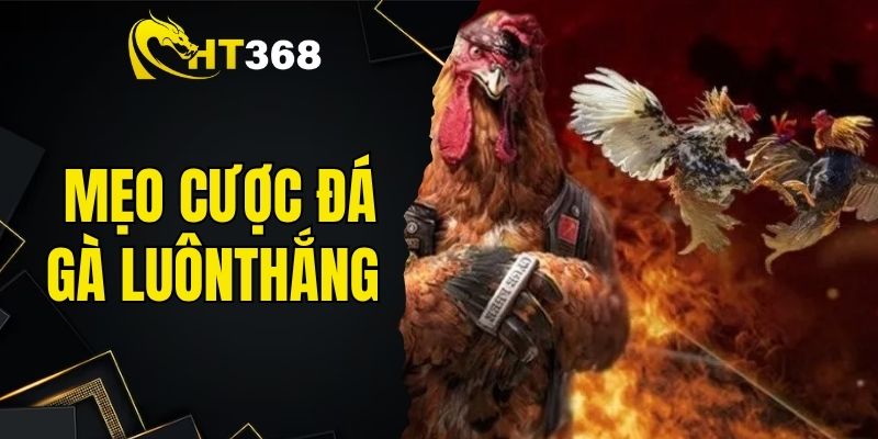 Mẹo Cược Đá Gà Luôn Thắng Từ Cao Thủ Hàng Đầu HT368