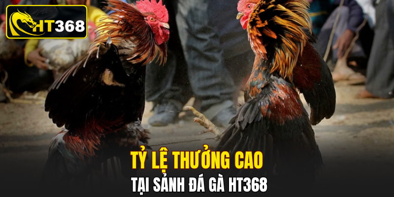Tỷ lệ thưởng cao tại sảnh đá gà HT368