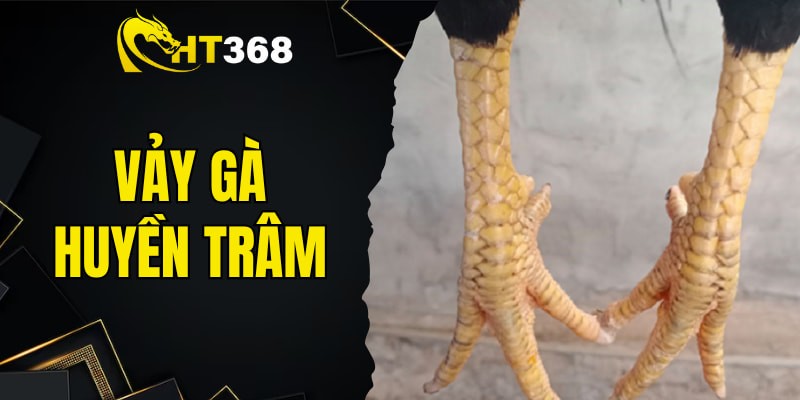 Vảy Gà Huyền Trâm - Dấu Hiệu Thần Kê May Mắn Tại Đá Gà HT368